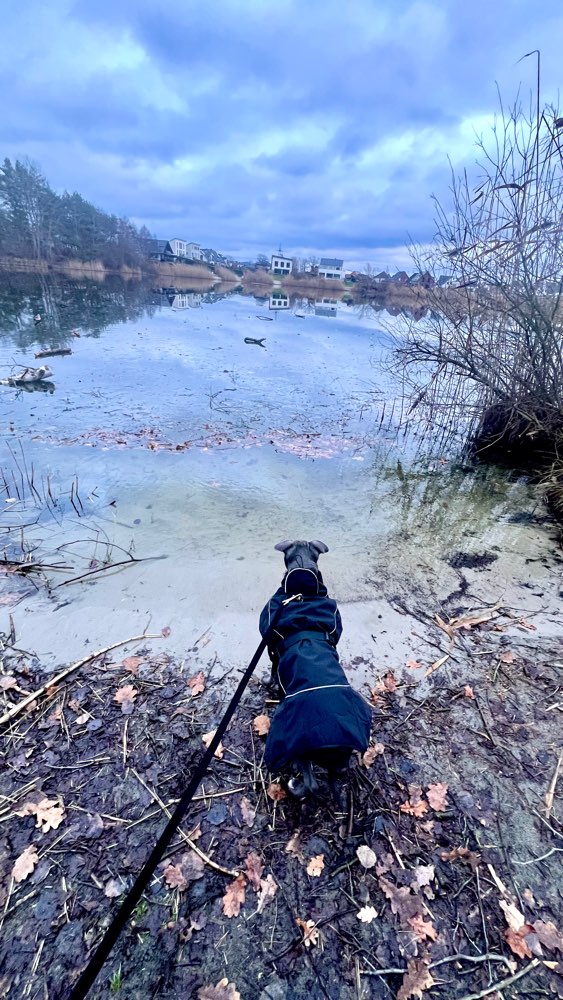 Hundetreffen-Playdate-Profilbild