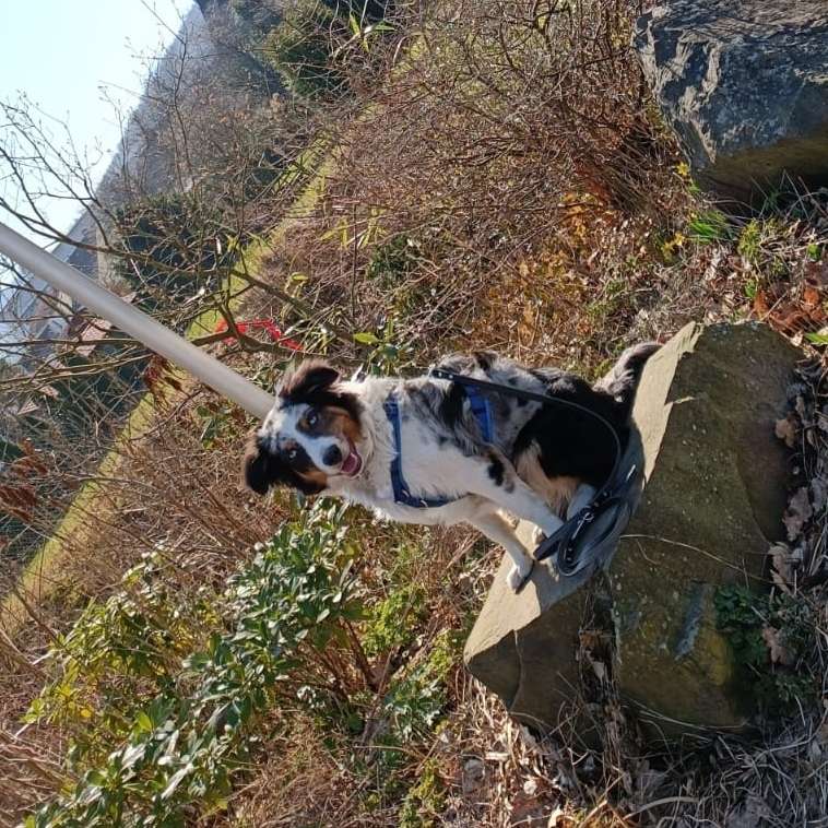 Hundetreffen-Lennestadt-Profilbild