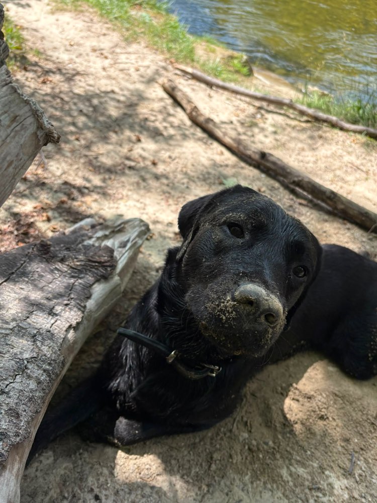 Hundetreffen-Playdate/ Spielen & Toben oder Lernen & Spielen-Profilbild