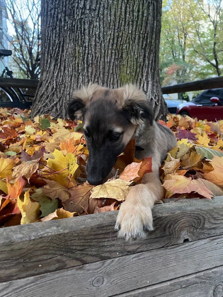 Hundetreffen-Silken Windsprite (~10 Wochen) sucht Spielpartner im Englischen Garten-Profilbild