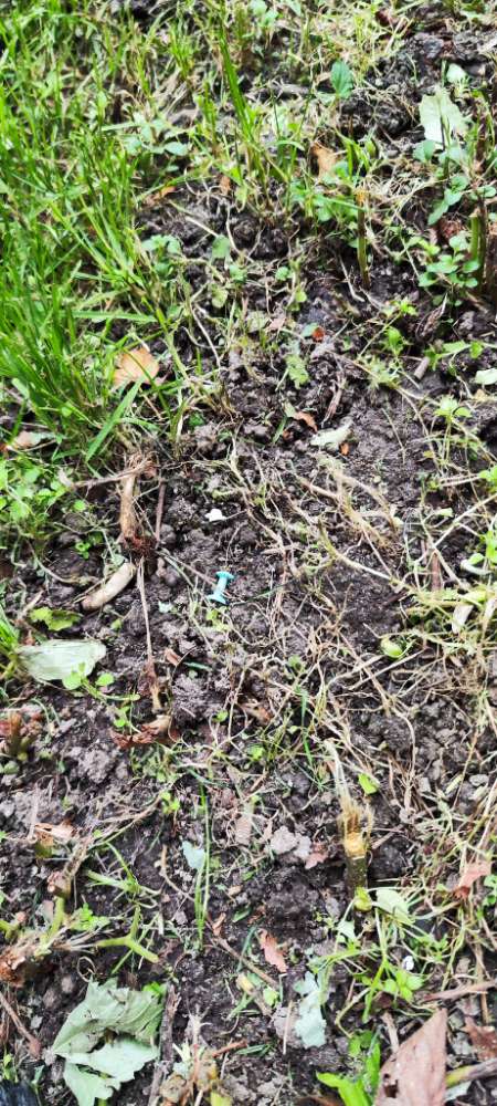 Giftköder-Reißzwecken auf Grünfläche verteilt-Profilbild