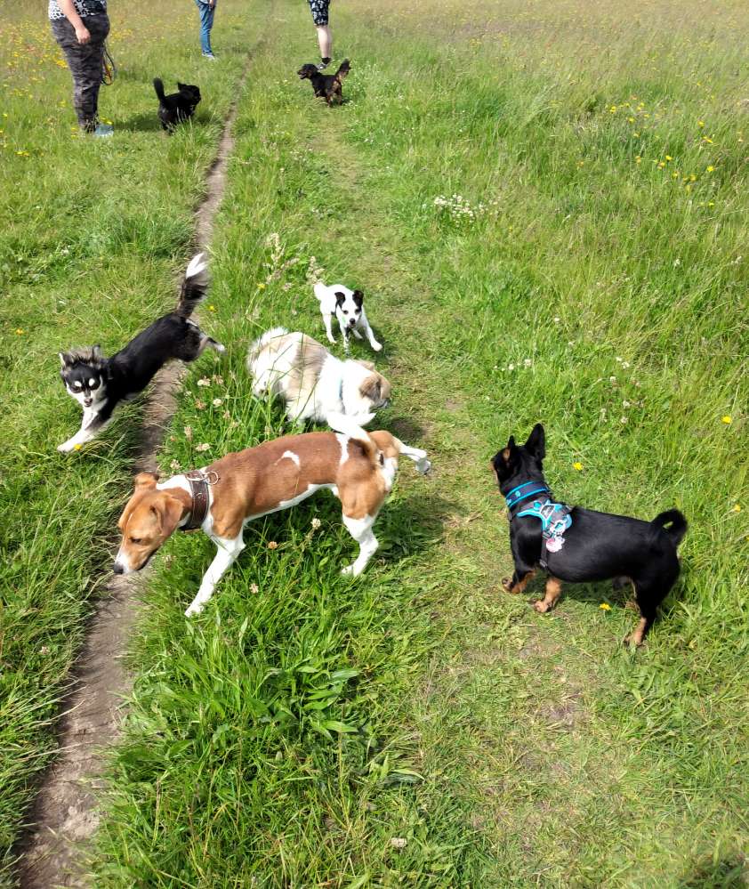 Hundetreffen-Gassirunde-Profilbild