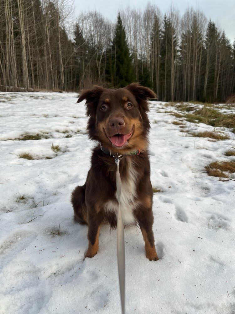 Hundetreffen-Spiel- und Gassitreffen-Profilbild
