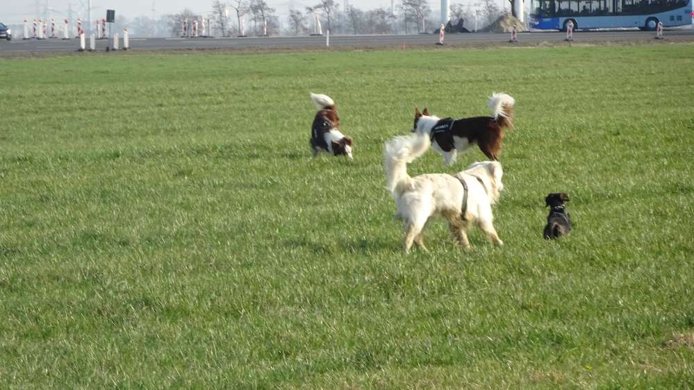 Hundetreffen-Hundetreffen für alle Hunde 🤗-Profilbild