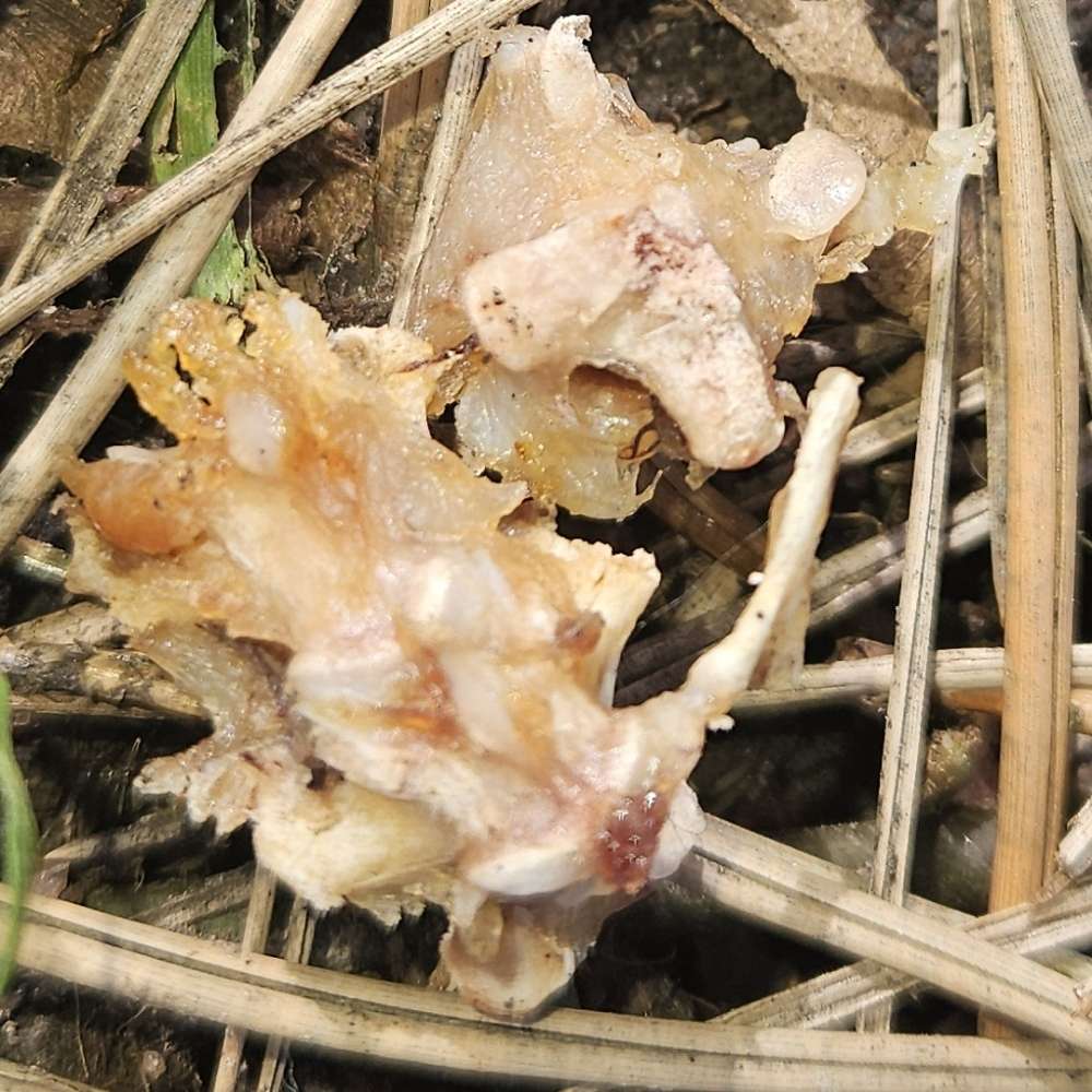 Giftköder-Giftköder-Profilbild