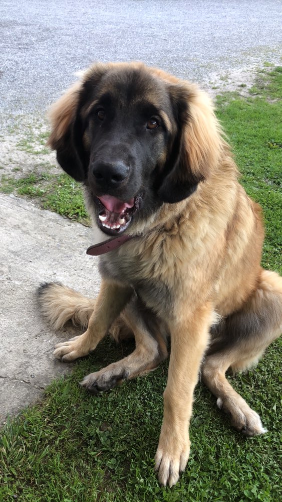 Hundetreffen-Suchen im Umkreis von 10 km Hundefreunde-Profilbild