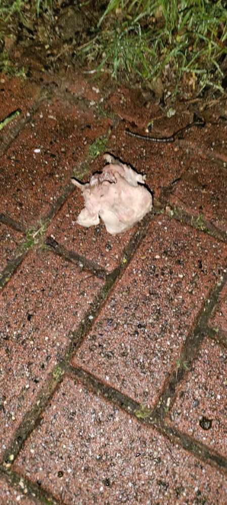 Giftköder-Knochen auf der Grünanlage-Profilbild