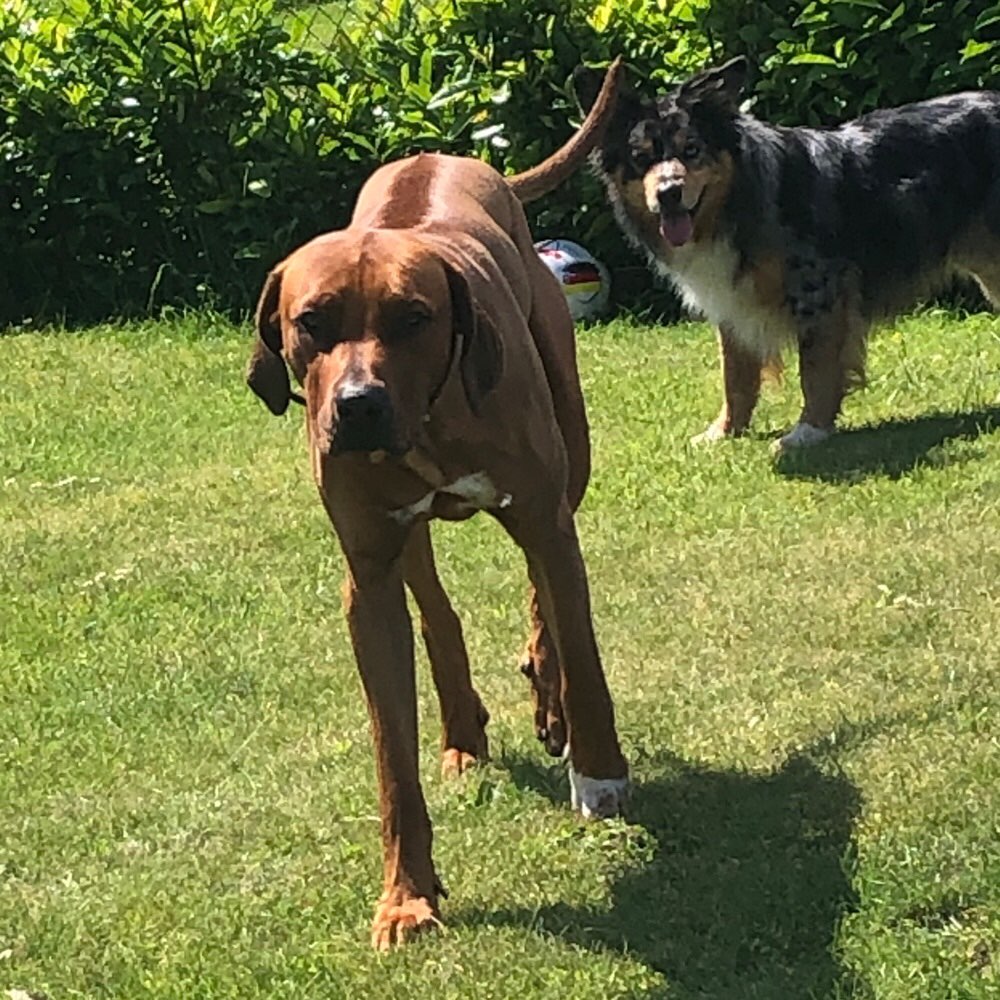 Hundetreffen-Freunde zum toben gesucht!-Profilbild