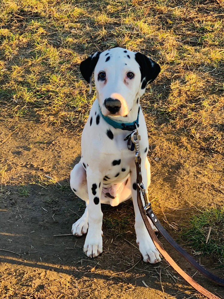 Hundetreffen-Dalmatiner Treff-Profilbild