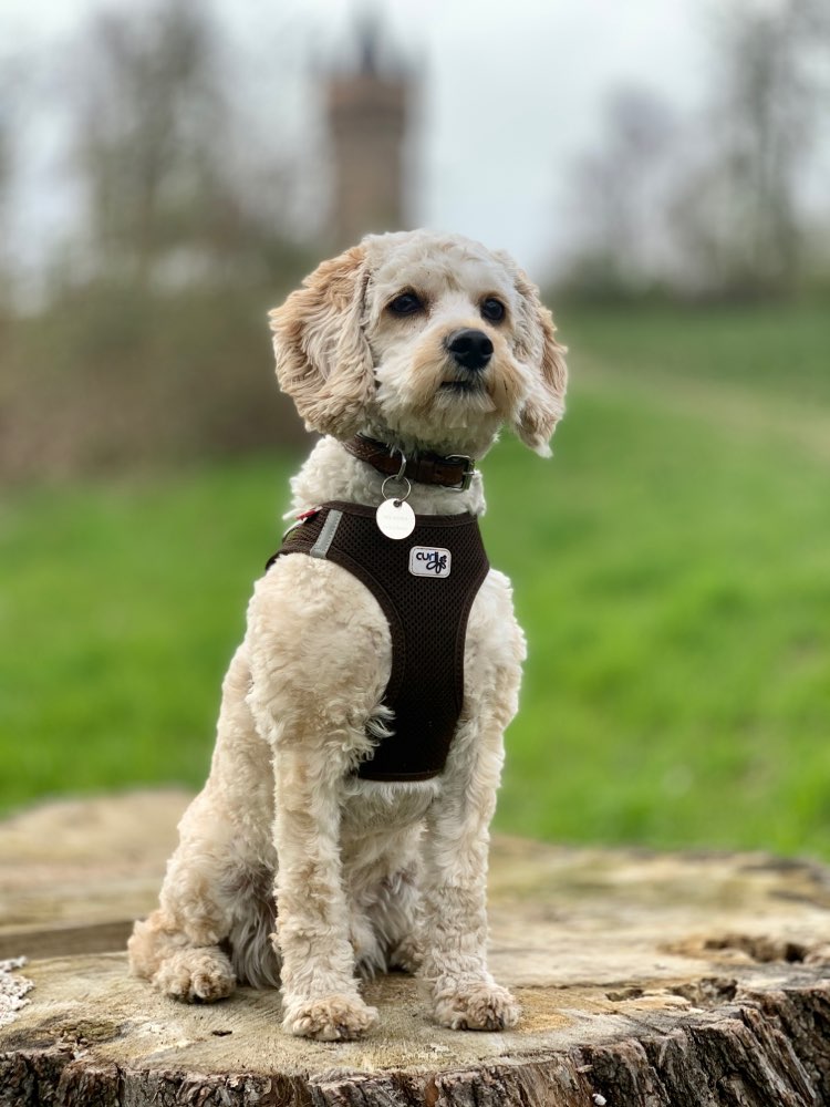 Hundetreffen-Spaziergang und Spielrunde-Profilbild