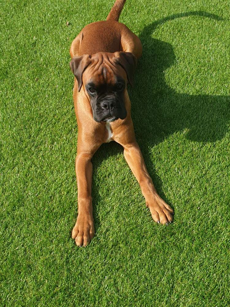 Hundetreffen-Gemeinsame Gassi Runden oder Spielstunden-Profilbild