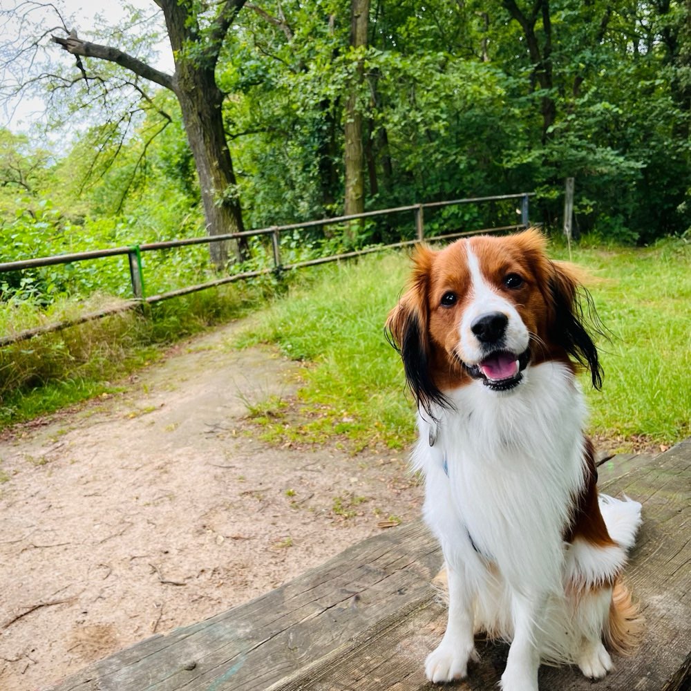 Hundetreffen-Freunde für Felix-Profilbild