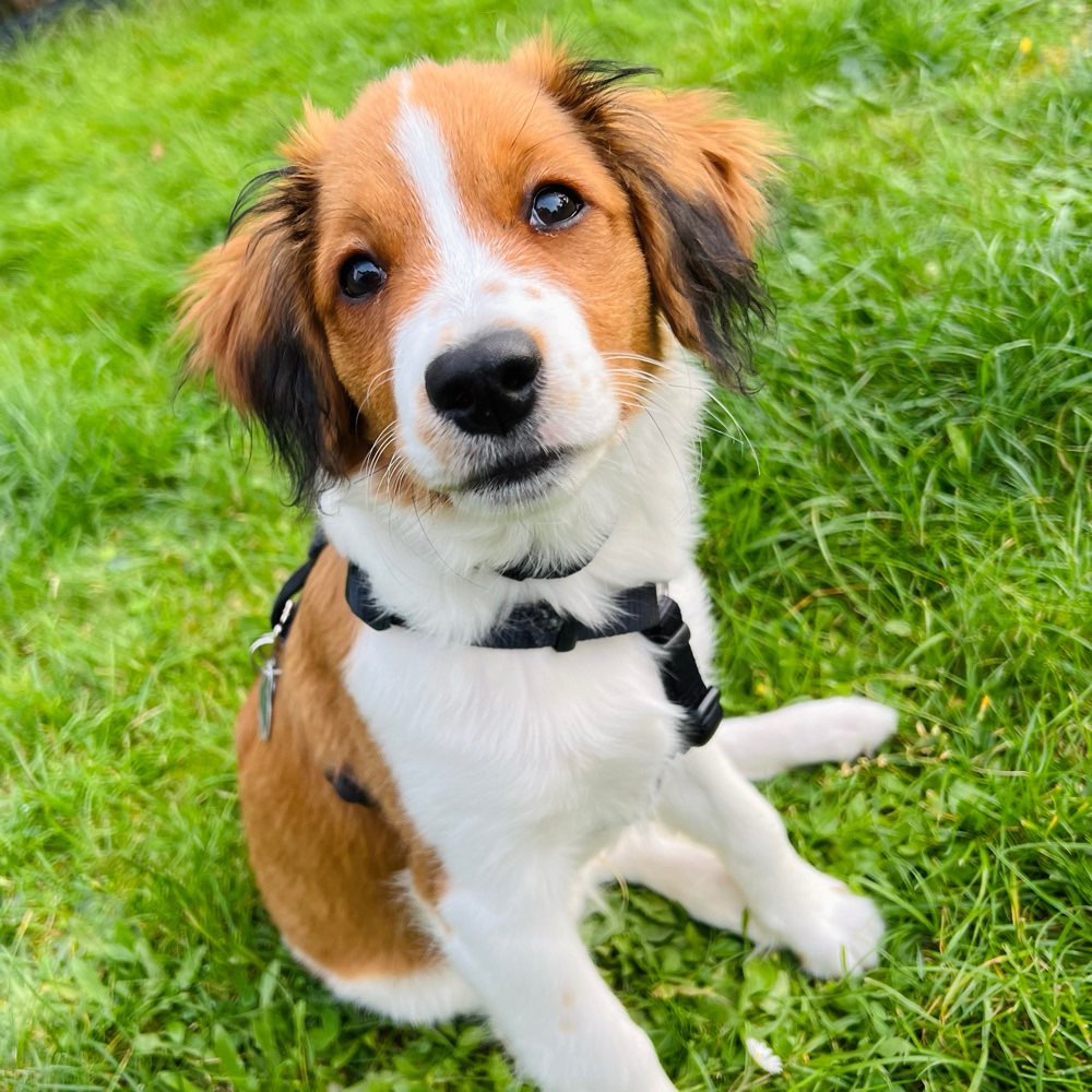 Hundetreffen-Freunde für Felix-Profilbild