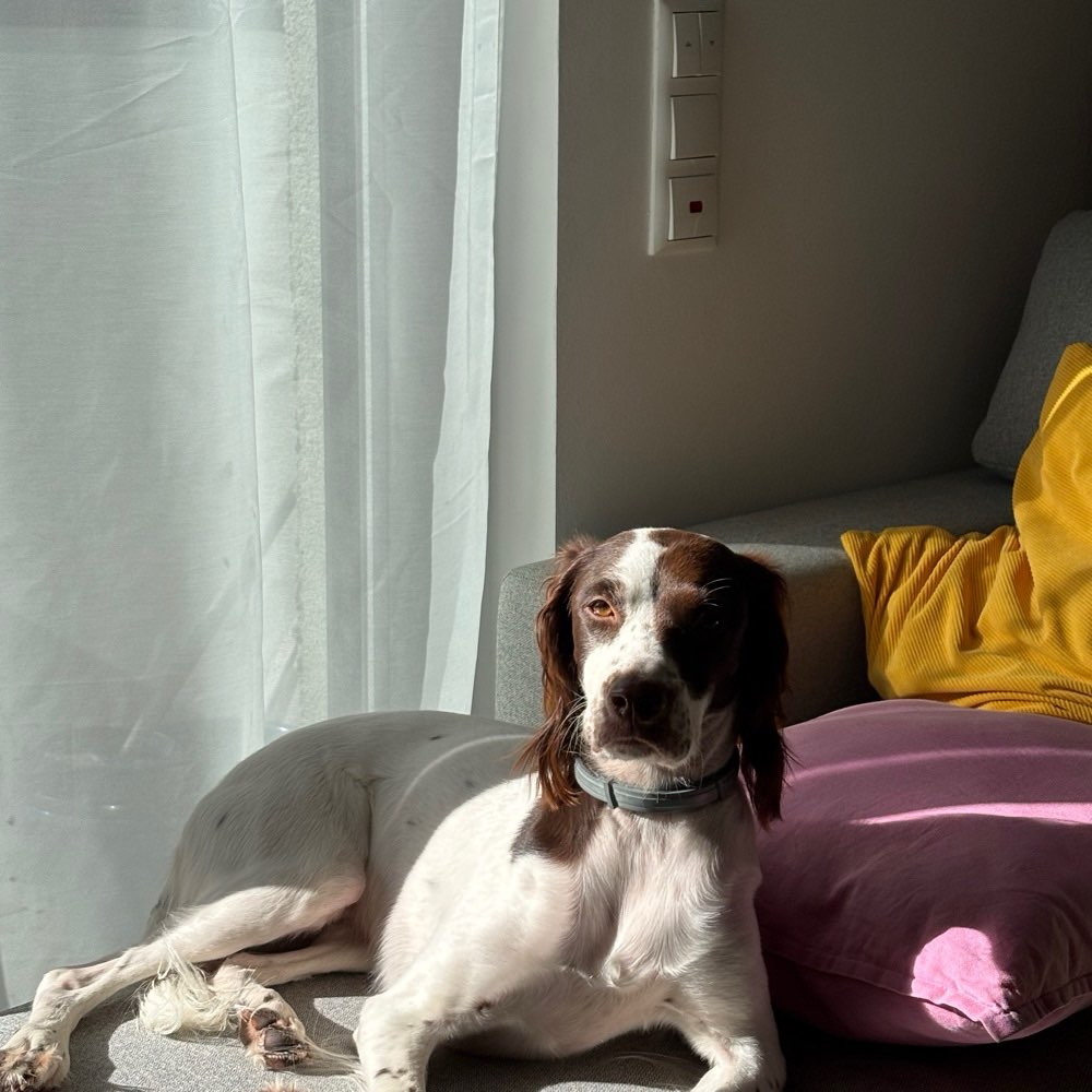 Hundetreffen-Wir suchen Freunde für unsere Hündin! 🐾-Profilbild