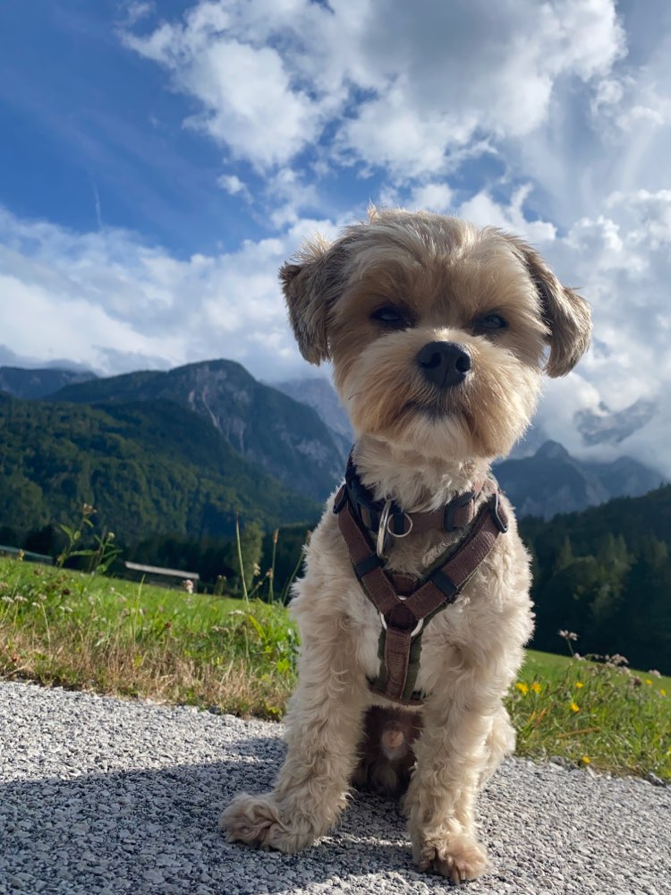 Hundetreffen-Social Walk mit kleineren Hunden-Profilbild