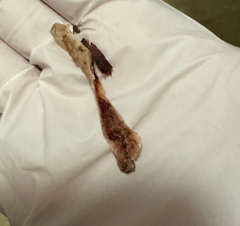 Giftköder-Knochen-Profilbild