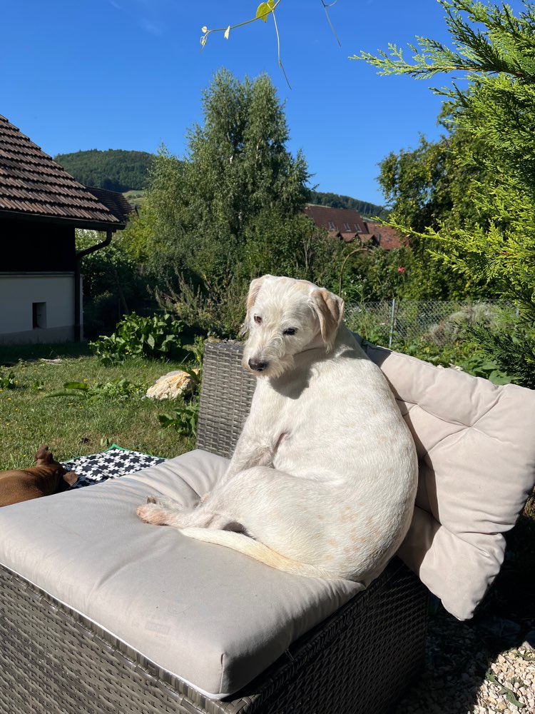 Hundetreffen-Treffen zum Spielen & gemeinsamen Rennen-Profilbild