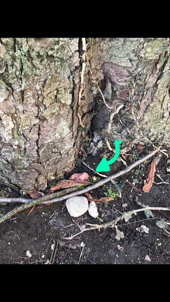 Giftköder-Giftköder (Hackfleisch)-Profilbild