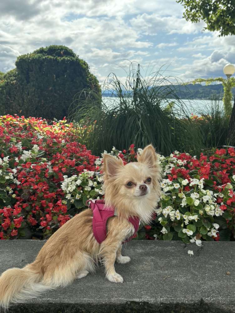 Hundetreffen-Spielfreund gesucht + Spaziergang-Profilbild