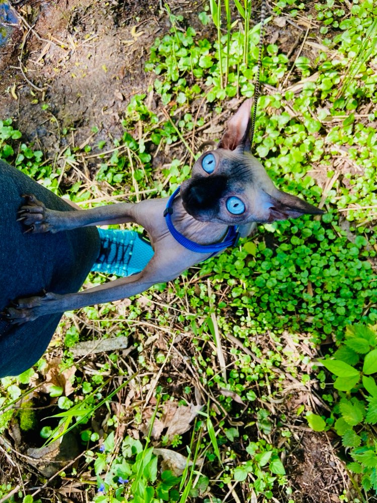 Hundetreffen-Hund & Katz - Maya sucht Hundefreunde für gemeinsame Abenteuer-Profilbild