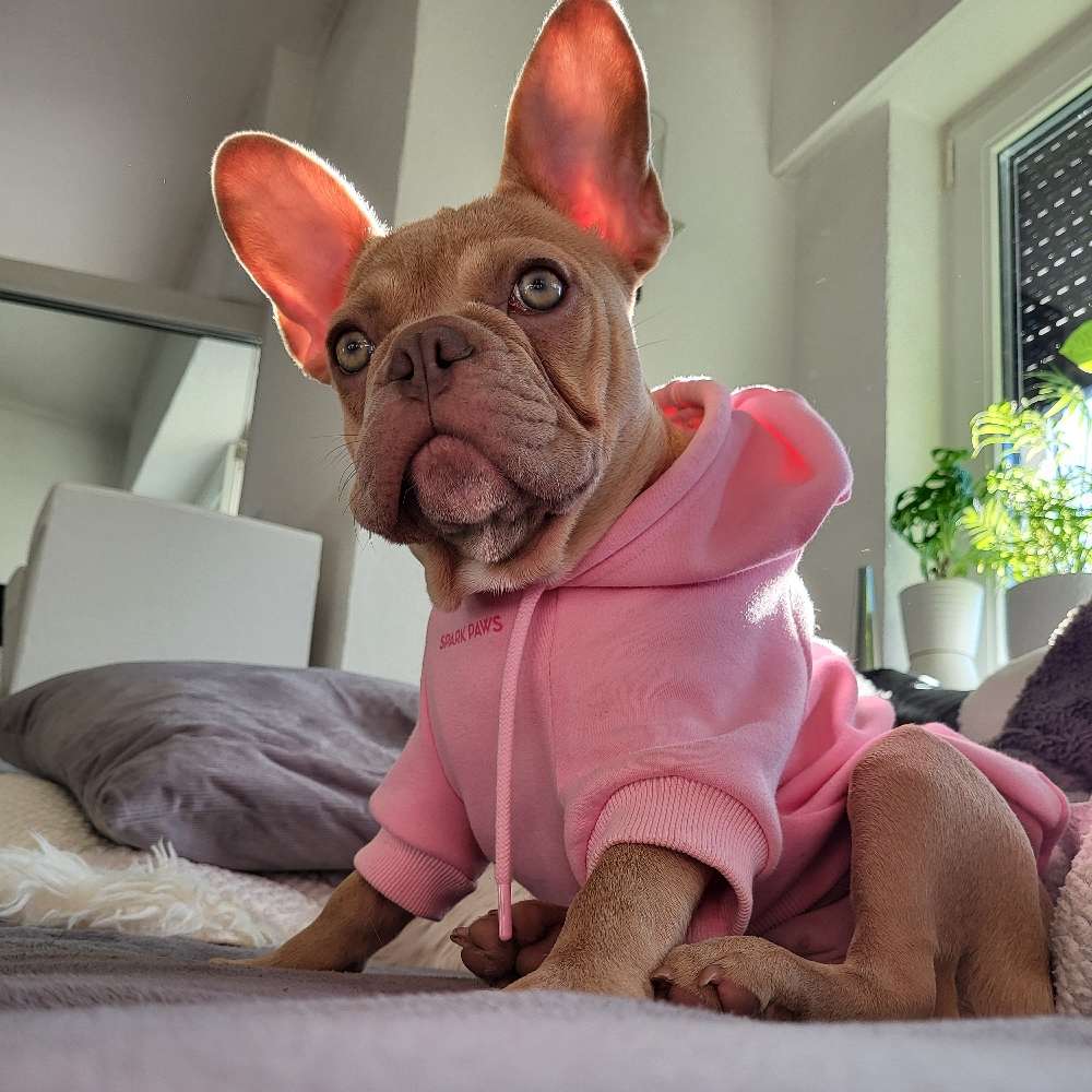 Hundetreffen-Gassi+Spielrunde Welpen/Junghunde-Profilbild