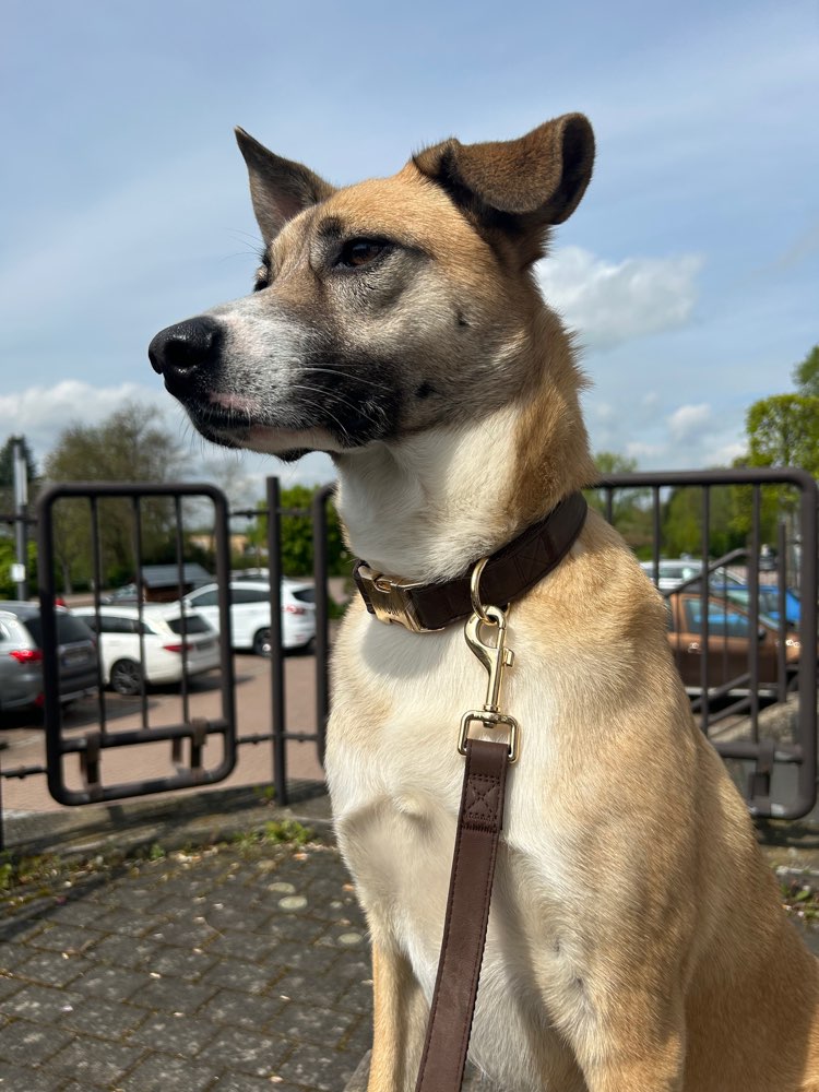 Hundetreffen-Hundekumpels gesucht 🐶-Profilbild