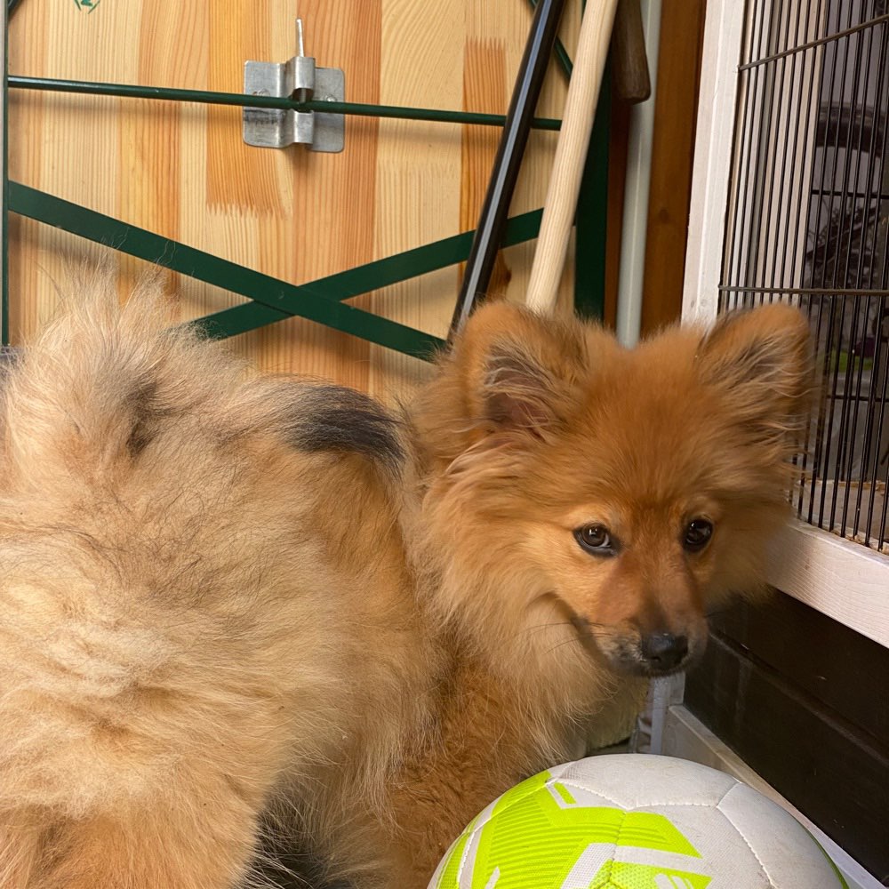 Hundetreffen-Welpentreffen-Profilbild