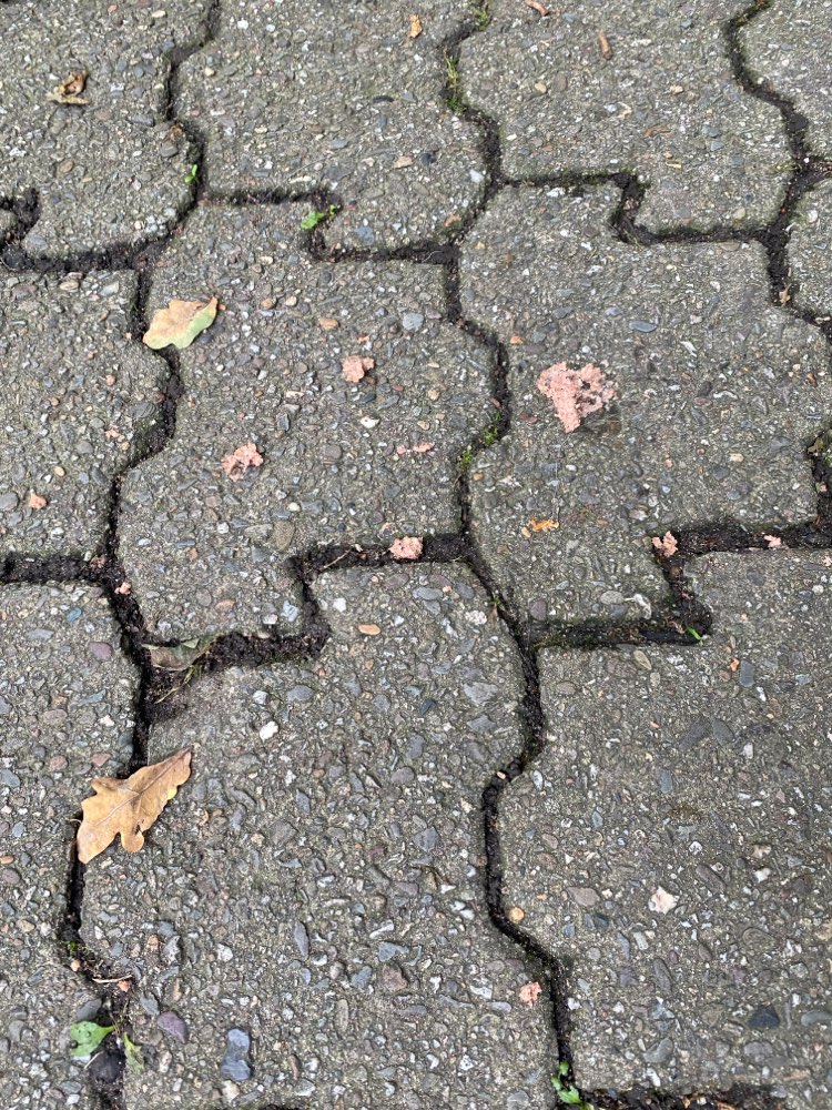 Giftköder-Nassfutter auf dem Weg-Profilbild