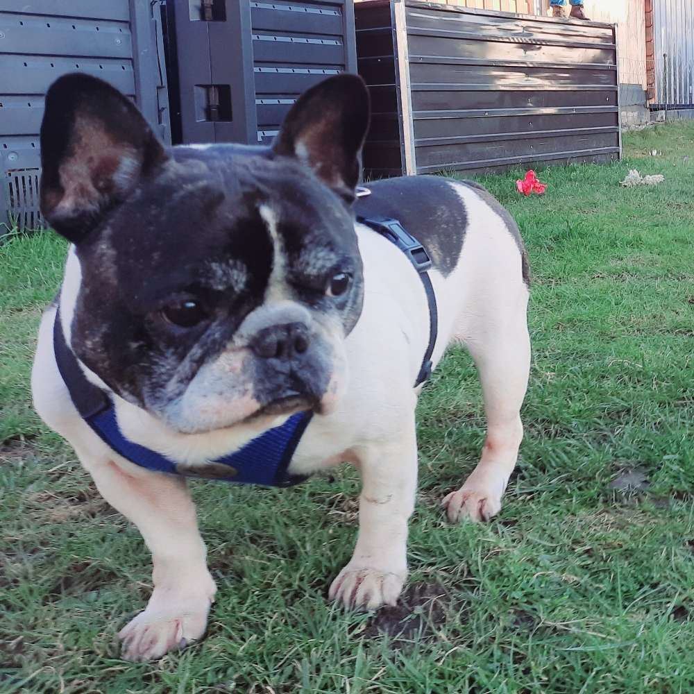 Hundetreffen-Kennlern und Spielrunde von Bullys-Profilbild