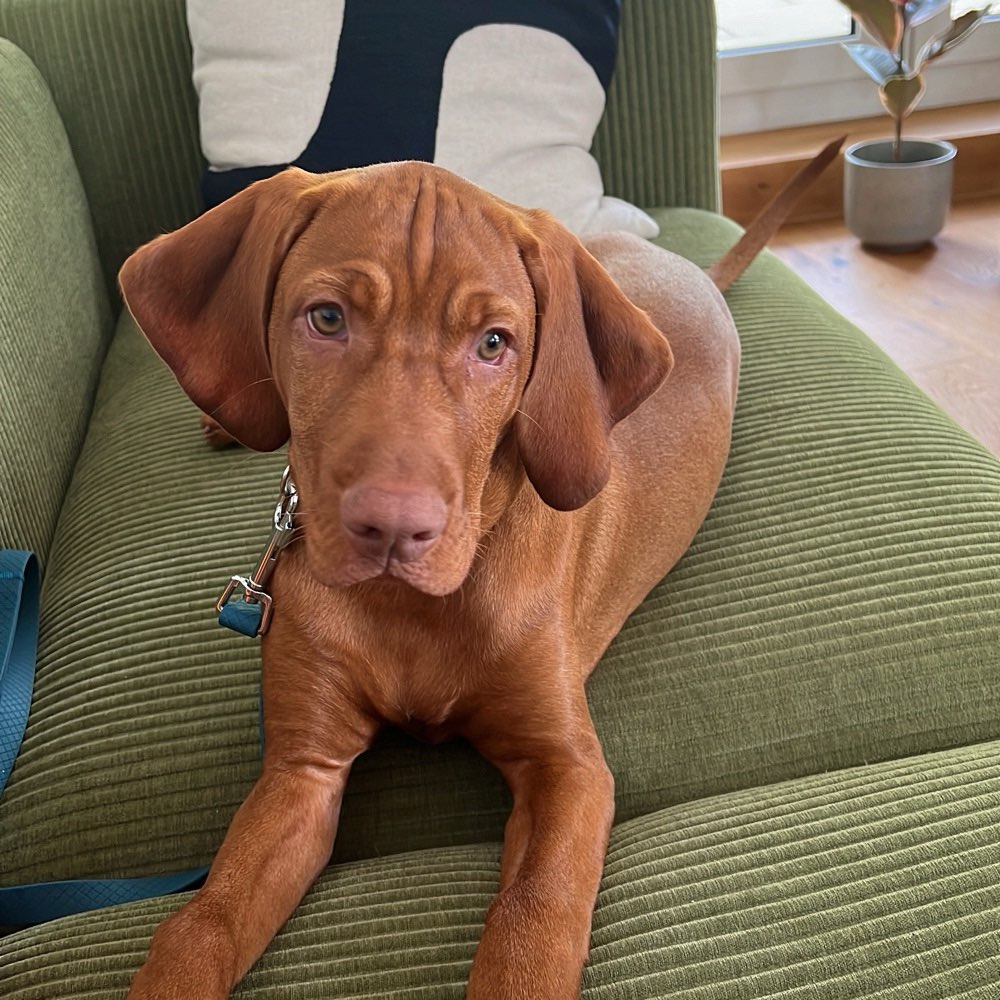 Hundetreffen-Spielkumpel für den Vizsla-Welpen-Profilbild