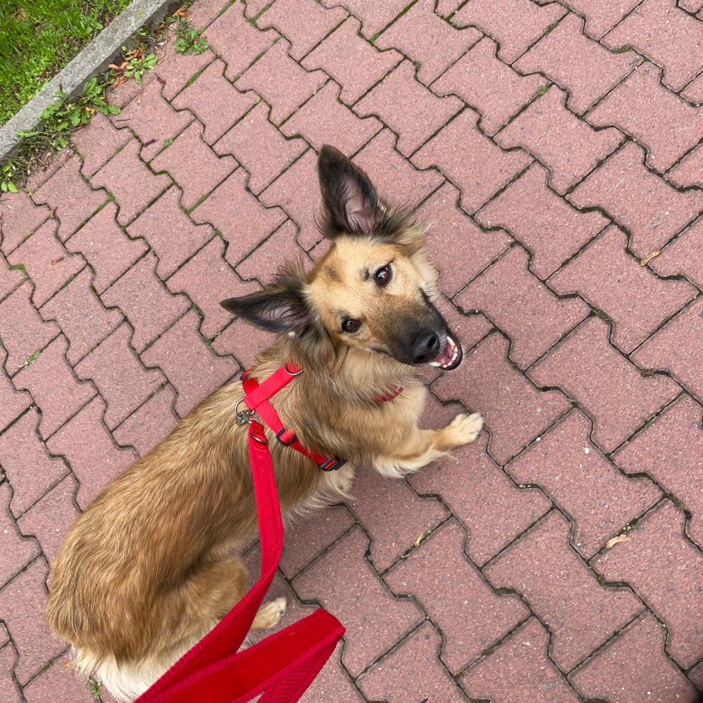 Hundetreffen-Spaziergänge mit Leine-Profilbild