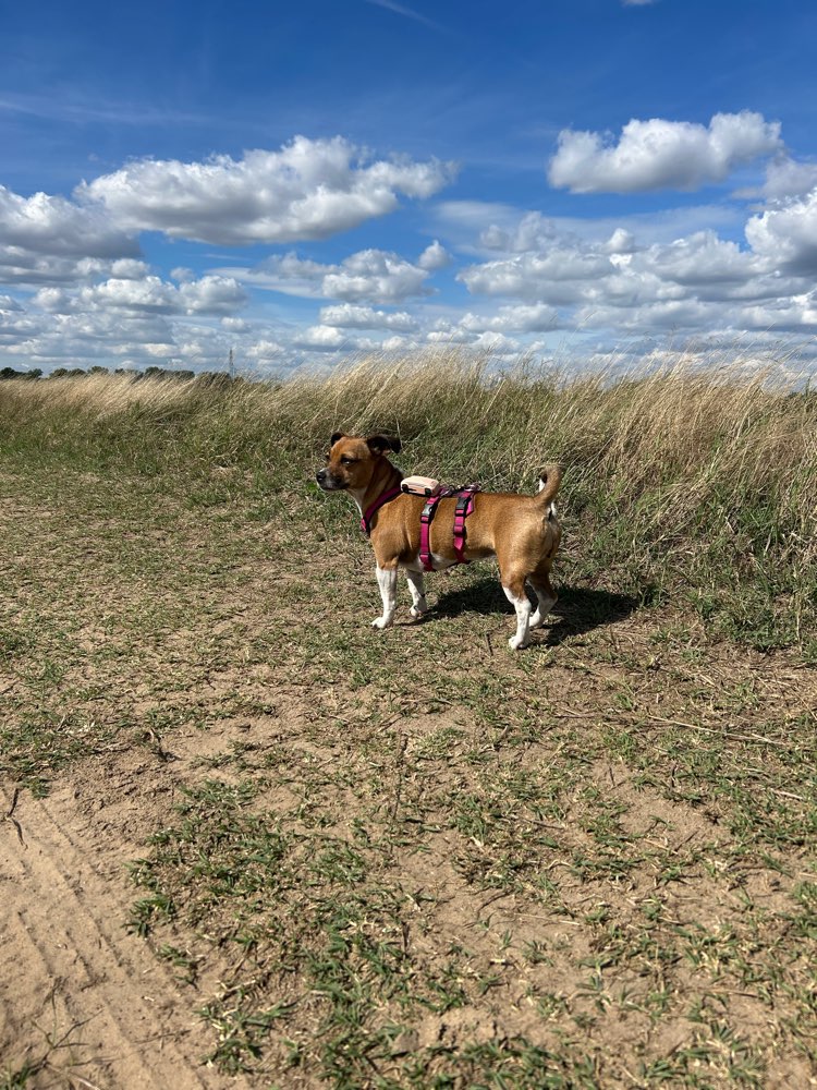 Hundetreffen-Gassi- / Spielpartner*in gesucht :)-Profilbild