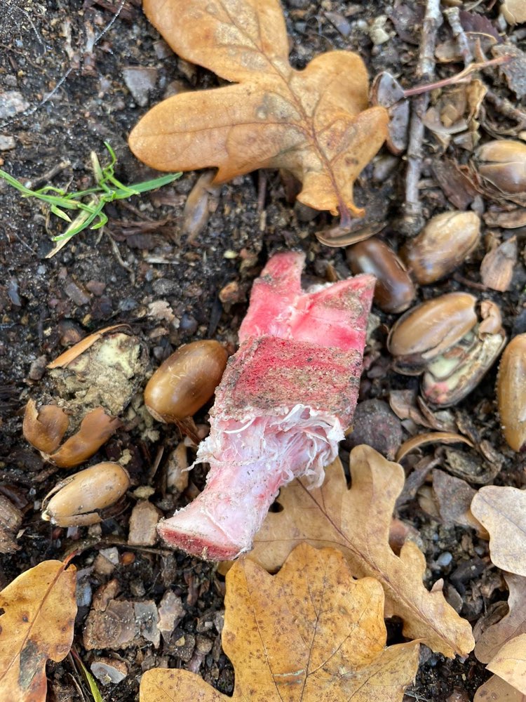 Giftköder-Knochenfund-Profilbild