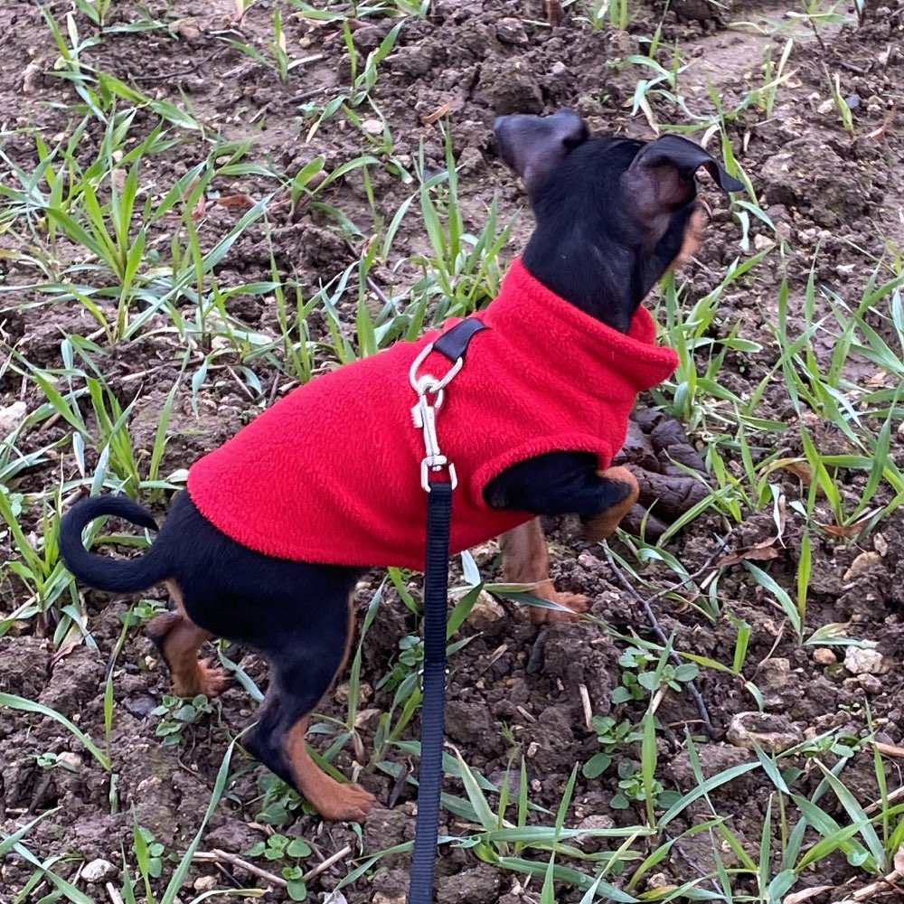 Hundetreffen-Welpen und auch ältere Hunde treffen-Profilbild