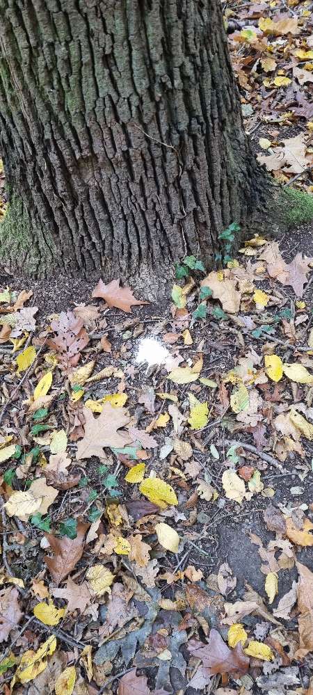 Giftköder-Weißes Pulver auf Waldweg nähe Vinxel-Profilbild