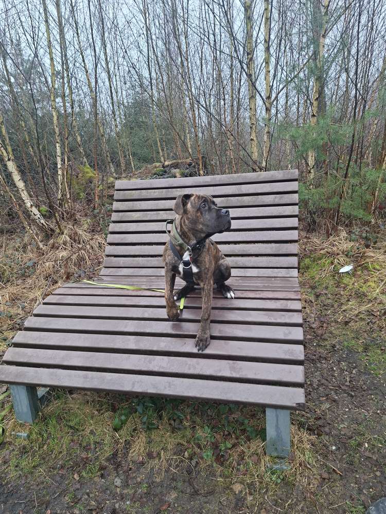 Hundetreffen-Junghundtreffen-Profilbild