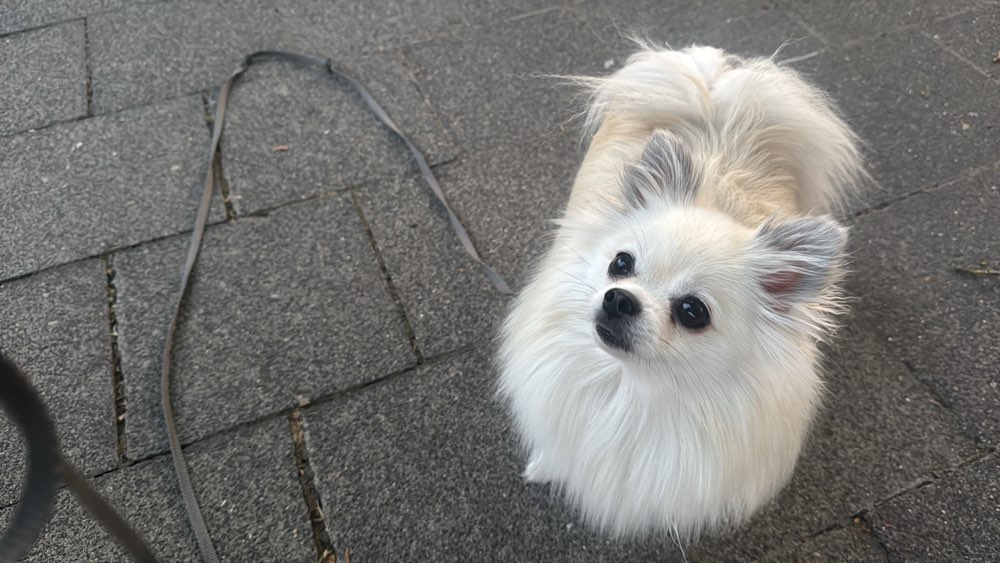 Hundetreffen-Social Walks kleine Hunde 🐶-Profilbild
