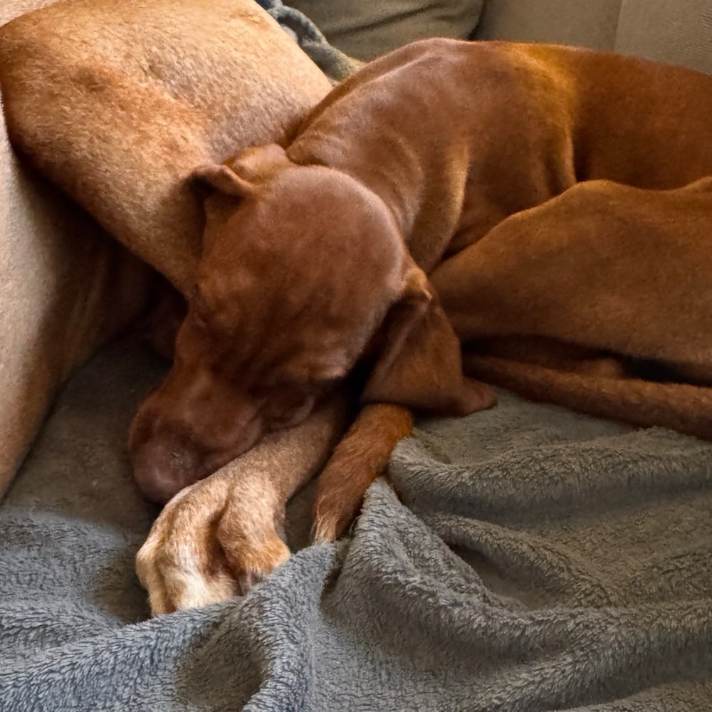 Hundetreffen-Welpentreffen Volksdorf/Sasel/Bergstedt/Poppenbüttel-Kupferteich-Profilbild