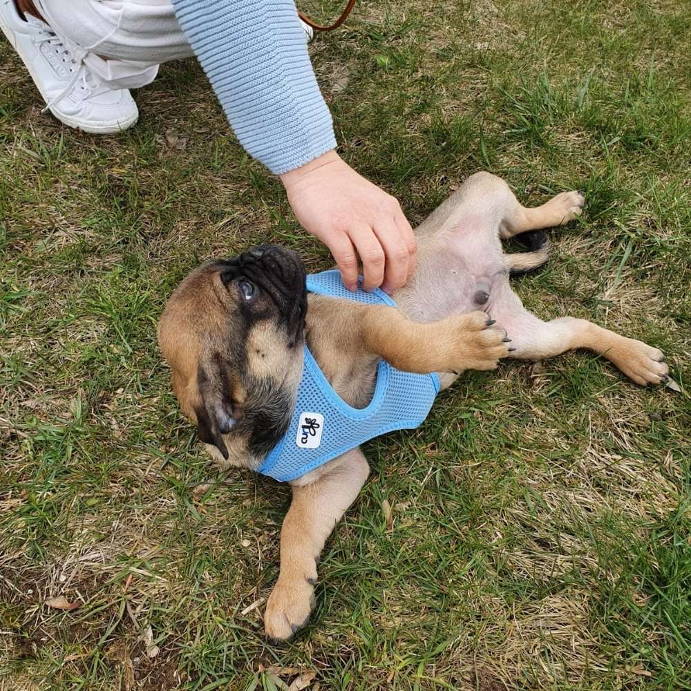 Hundetreffen-Welpentreff am Tiergarten-Profilbild