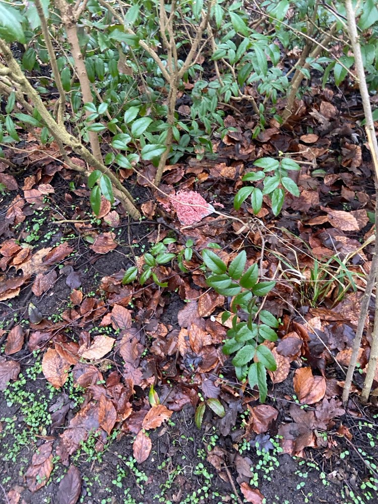 Giftköder-Hack im Gebüsch, evtl. Giftköder-Profilbild