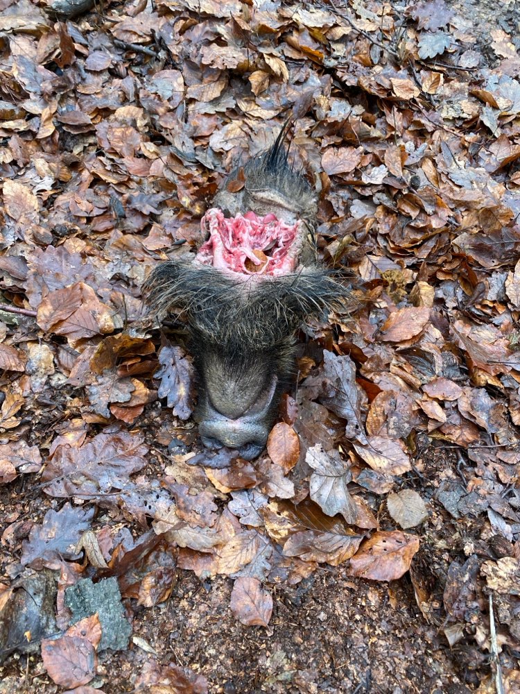 Giftköder-Abgetrennter Wildschweinkopf-Profilbild