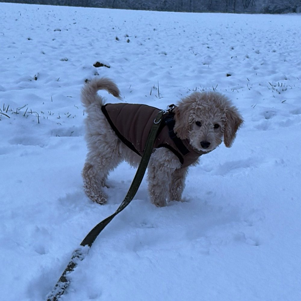 Hundetreffen-Welpen Treffen/Spaziergänge-Profilbild