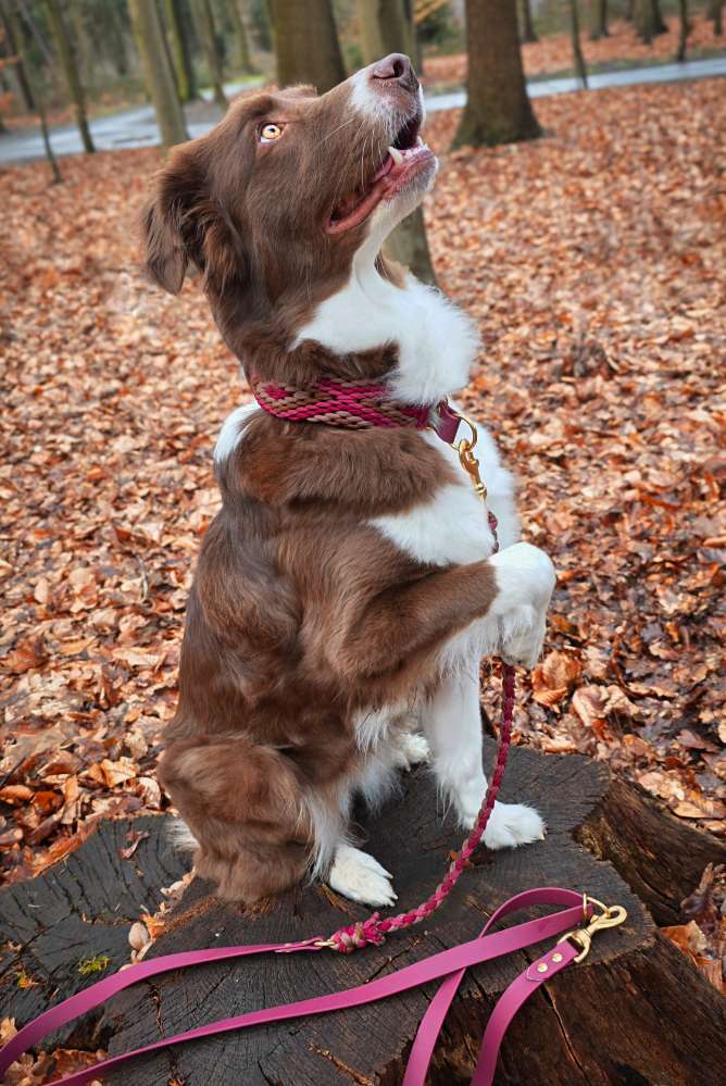 Hundetreffen-Ruby & ich suchen Trainings-Buddys 🐶✨-Profilbild