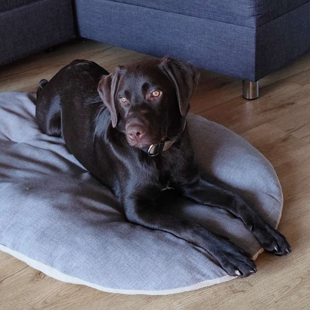 Hundetreffen-Hundekumpel gesucht-Profilbild