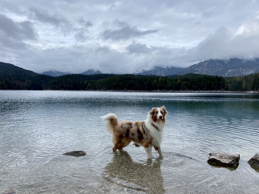 Hundetreffen-Trainingspartner gesucht-Profilbild