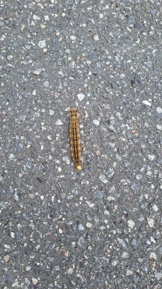 Giftköder-Grasglucke (giftige Raupe)-Profilbild