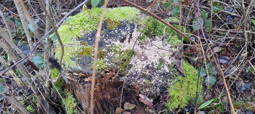 Giftköder-Ausgelegte Nüsse-Profilbild