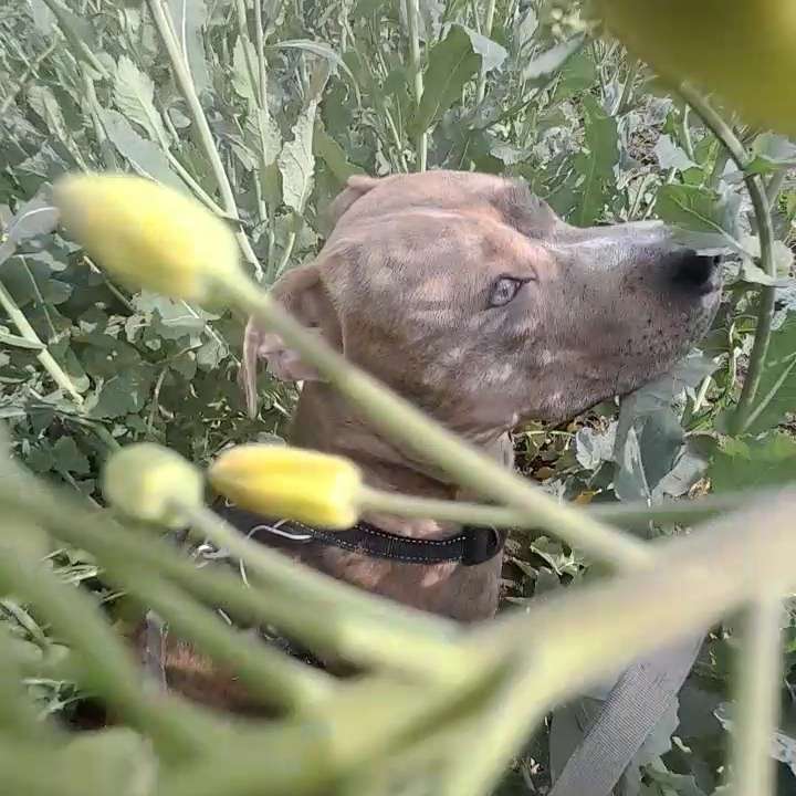 Hundetreffen-Neue Fellnasen treffen wäre toll-Profilbild