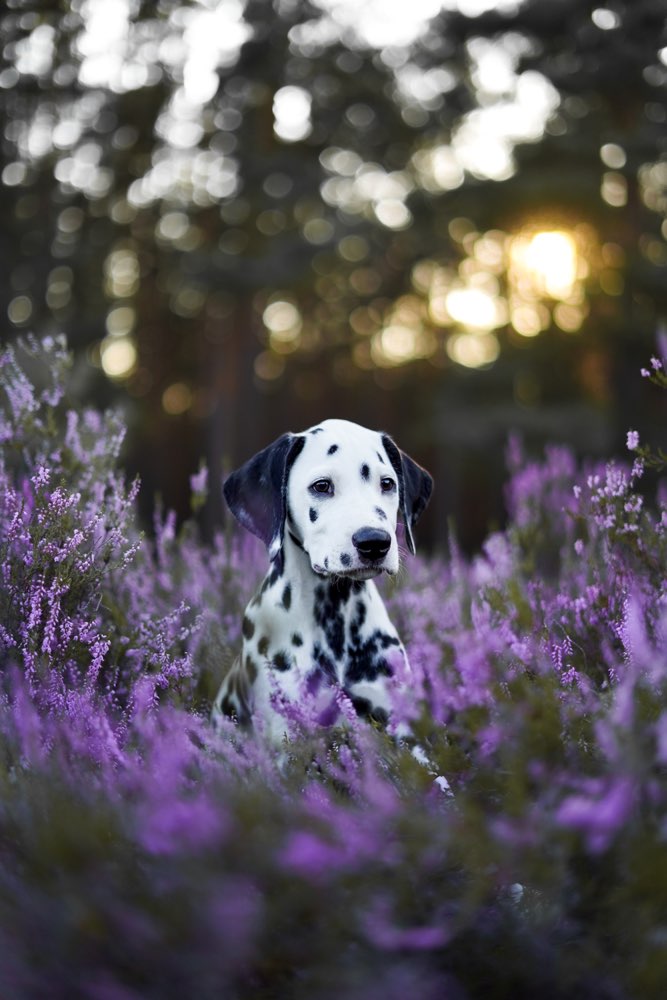 Hundetreffen-Welpentreffen-Profilbild