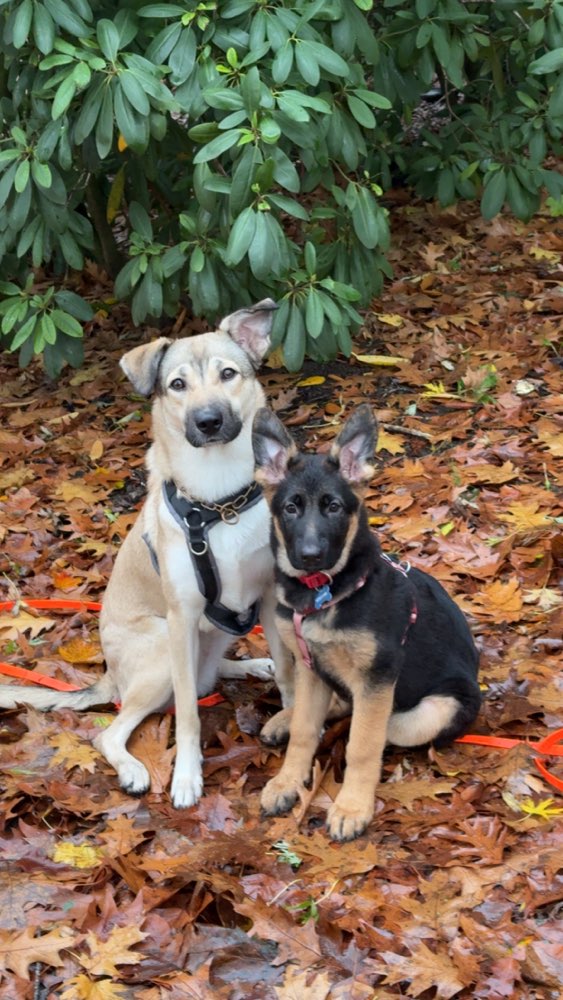 Hundetreffen-Suchen hundekumpels-Profilbild
